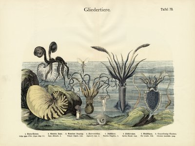 Eklembacaklılar, yaklaşık 1860 by German School