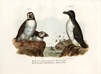 Arktik Martı, 1864 by German School