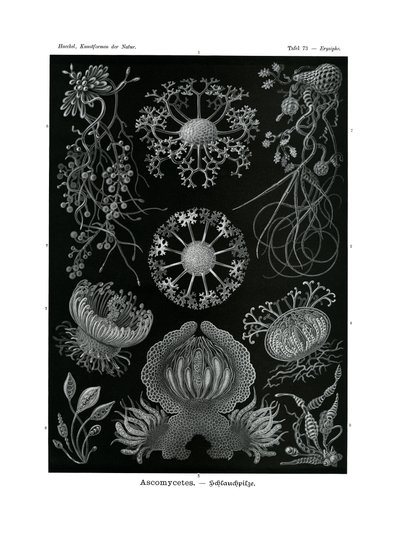 Ascomycetes, 1899-1904 by German School