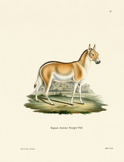 Asyalı Vahşi Eşek (renkli gravür) by German School