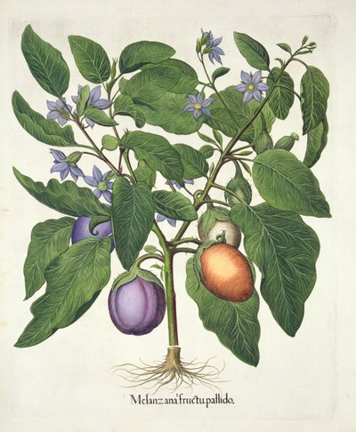 Patlıcan: Melanzana fructu pallido, Hortus Eystettensis