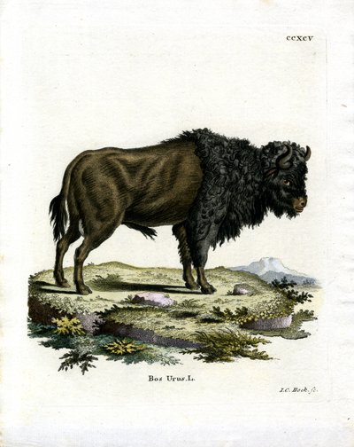 Yaban öküzü (renkli gravür) by German School