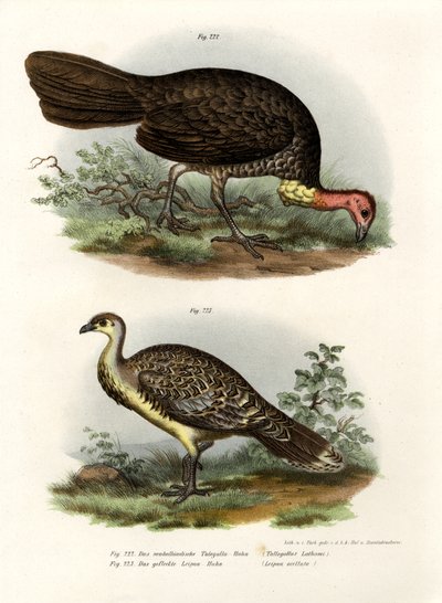 Avustralya Fırçası-Türkiye, 1864 by German School