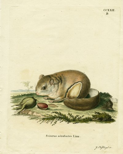Avustralya Pigme Uçan Falanger (renkli gravür) by German School