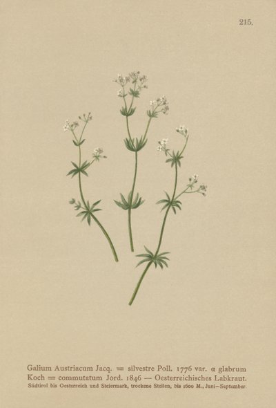 Avusturyalı Bedstraw ( Galium Austriacum , Galium wild ( var. glabrum ) Galium by German School