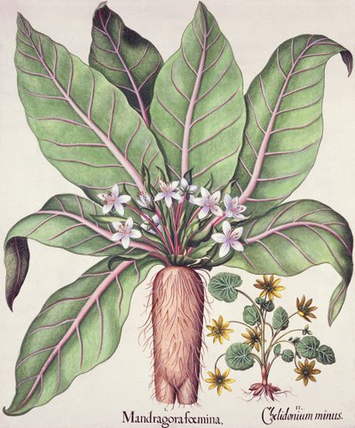 Sonbahar Mandrake, Hortus Eystettensis