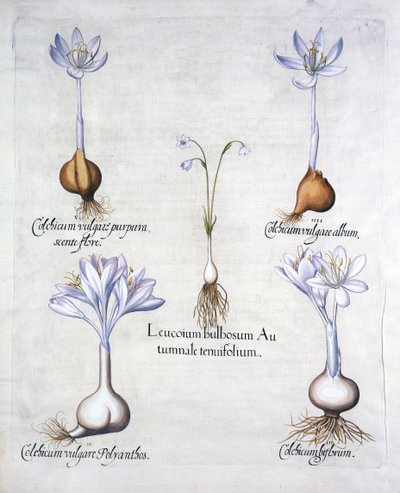 Hortus Eystettensis