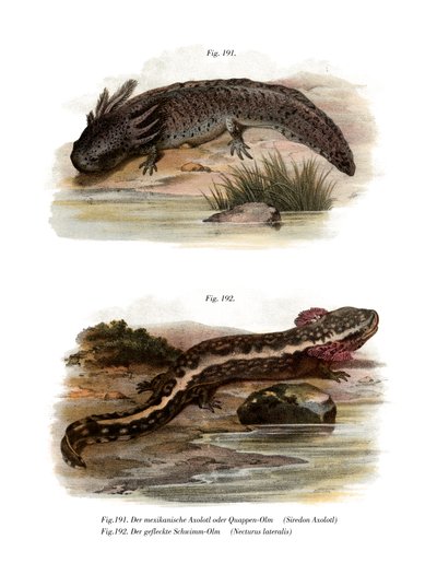 Axolotl (renkli taş) by German School