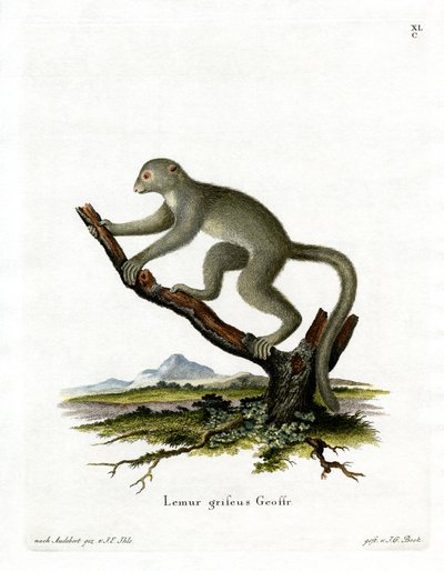 Bambu Lemur (renkli gravür) by German School