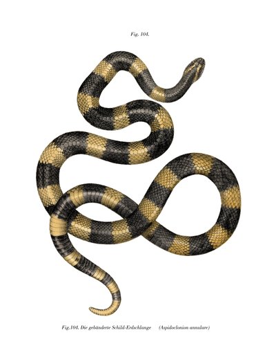 Bantlı Krait (renkli lito) by German School