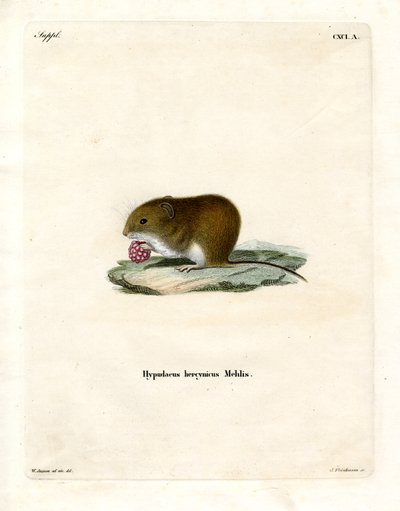 Bank Vole (renkli gravür) by German School