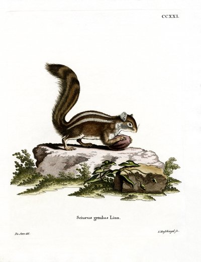 Barbary Yer Sincabı (renkli gravür) by German School