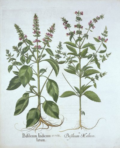 Basil, from Hortus Eystettensis, Basil Besler (1561-1629), yayın. 1613 (el boyaması gravür) by German School