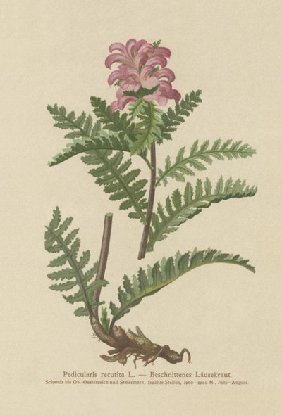 Gagasız Kırmızı Lohusa (Pedicularis recutita) by German School