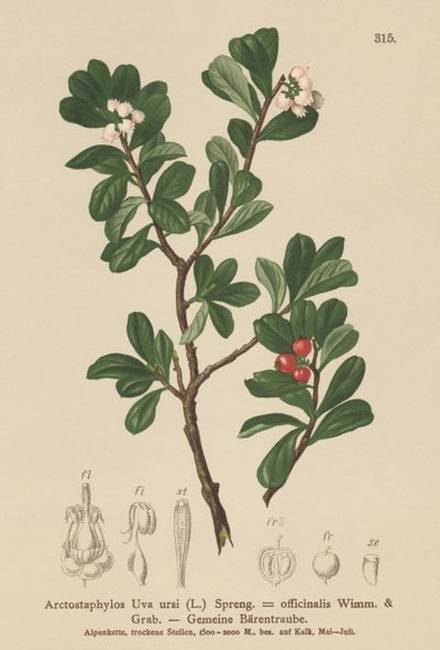 Ayı üzümü (Arctostaphylos Uva ursi, Arctostaphylos officinalis) by German School