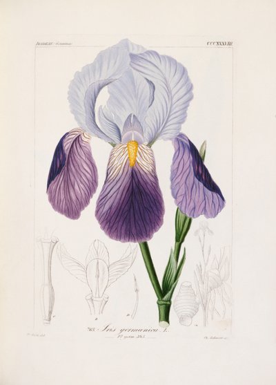Ch tarafından oyulmuş sakallı iris. Schnorr (el renginde taş) by German School