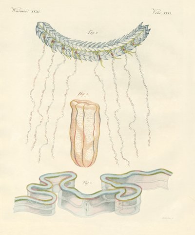Güzel tarak jöleleri (renkli gravür) by German School