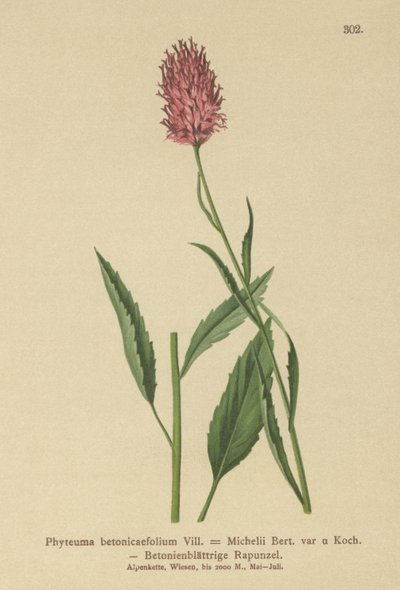 Beton Yapraklı Rampa (Phyteuma betonicaefolium) by German School