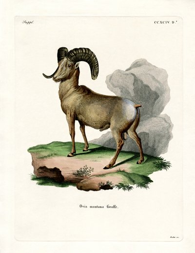 Bighorn Koyun (renkli gravür) by German School