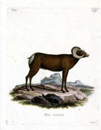 Bighorn Koyun (renkli gravür) by German School