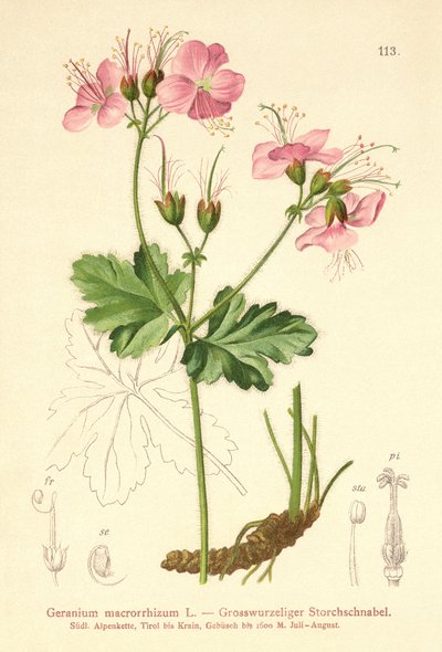 Bigroot Sardunya (Sardunya macrorrhizum) by German School