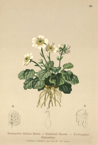 Düğünçiçeği (Ranunculus bilobus, Düğünçiçeği Bertolonii) by German School