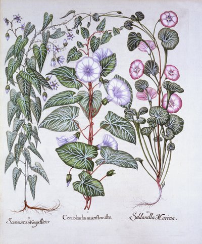 Hortus Eystettensis