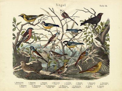 Kuşlar, yaklaşık 1860 by German School