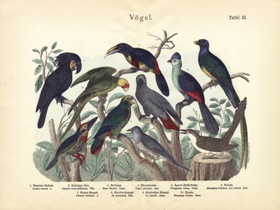 Kuşlar, yaklaşık 1860 by German School
