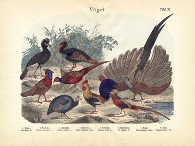 Kuşlar, yaklaşık 1860 by German School