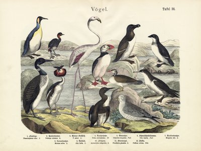 Kuşlar, yaklaşık 1860 by German School
