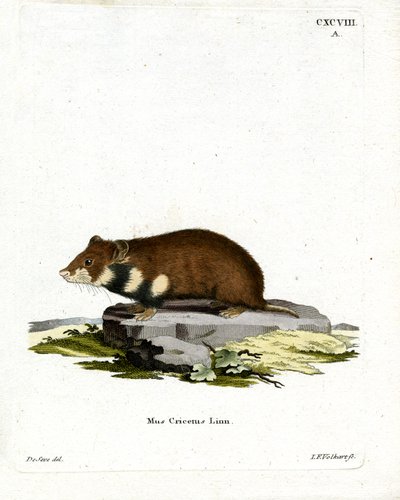Kara karınlı Hamster (renkli gravür) by German School