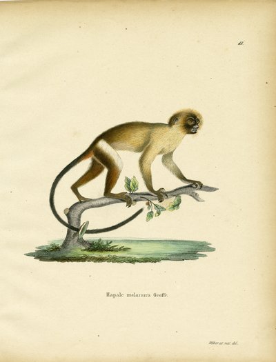 Kara Kuyruklu Marmoset by German School