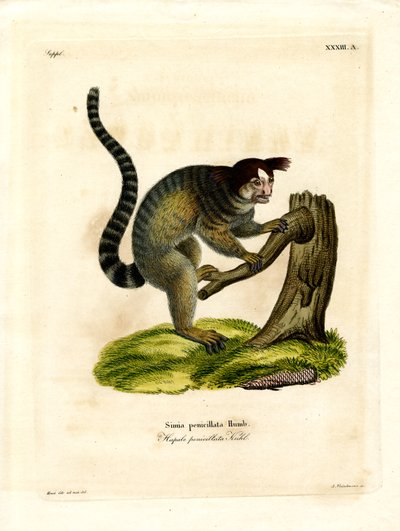 Siyah püsküllü Marmoset (renkli gravür) by German School