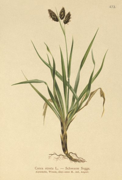 Siyah Alp saz (Carex atrata) by German School