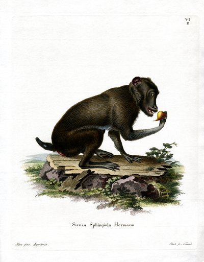 Kara Babun (renkli gravür) by German School