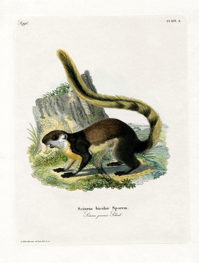 Siyah Dev Sincap (renkli gravür) by German School