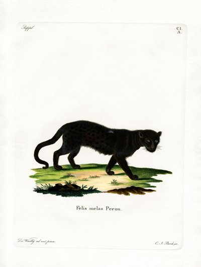 Siyah Leopar (renkli gravür) by German School
