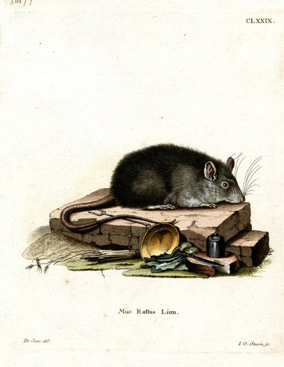 Black Rat (renkli gravür) by German School