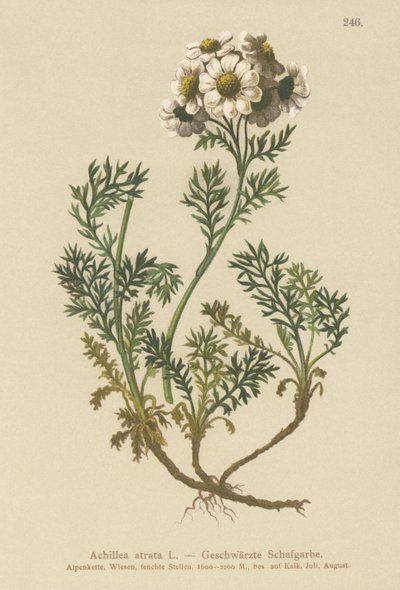 Kara Civanperçemi (Achillea atrata) by German School