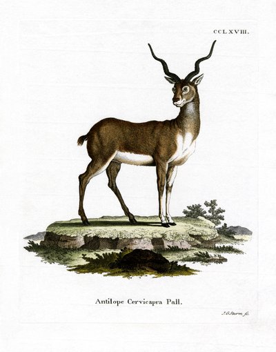 Blackbuck (renkli gravür) by German School