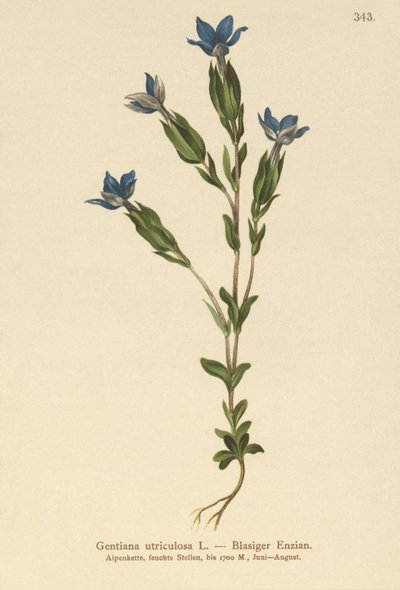 Mesane Gentian (Gentiana utriculosa) by German School