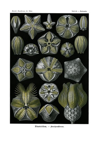 Blastoidea, 1899-1904 by German School