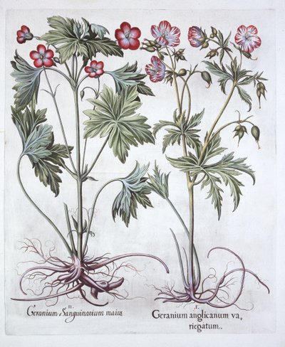 Hortus Eystettensis