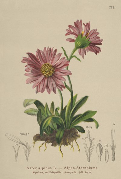 Mavi Alp Papatyası (Aster alpinus) by German School