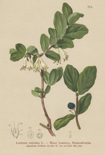 Mavi Hanımeli (Lonicera caerulea, Lonicera coerulea) by German School