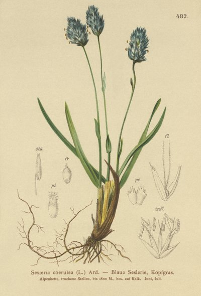 Mavi Moor-grass (Sesleria caerulea, Sesleria uliginosa) by German School