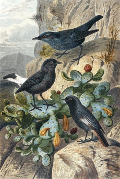Blue Rock Thrush, Black Wheatear ve Redtail, "Brehms Tierleben: Allgemeine Kunde des Tierreichs", cilt 4, s. 57, Bibliographisches Institut tarafından yayınlandı by German School