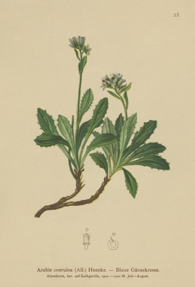 Mavi tere (Arabis caerulea, Arabis coerulea) by German School