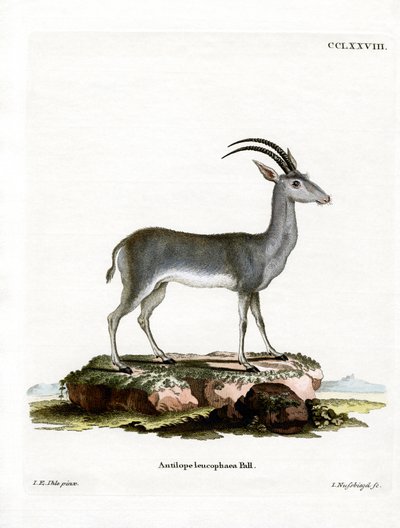Bluebuck by German School